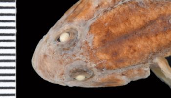 Media type: image;   Ichthyology 28289 Aspect: head dorsal,description